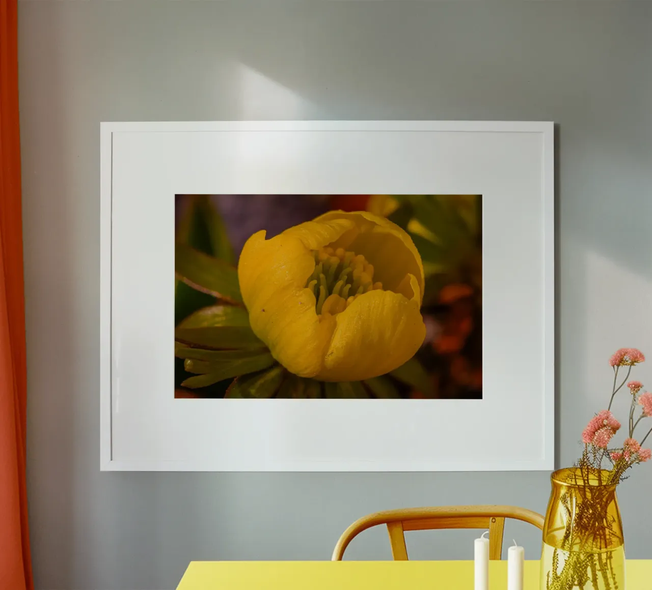 Primo piano del fiore giallo di un aconito invernale poster con telaio in alluminio da Marcus Beckert | Fotografie