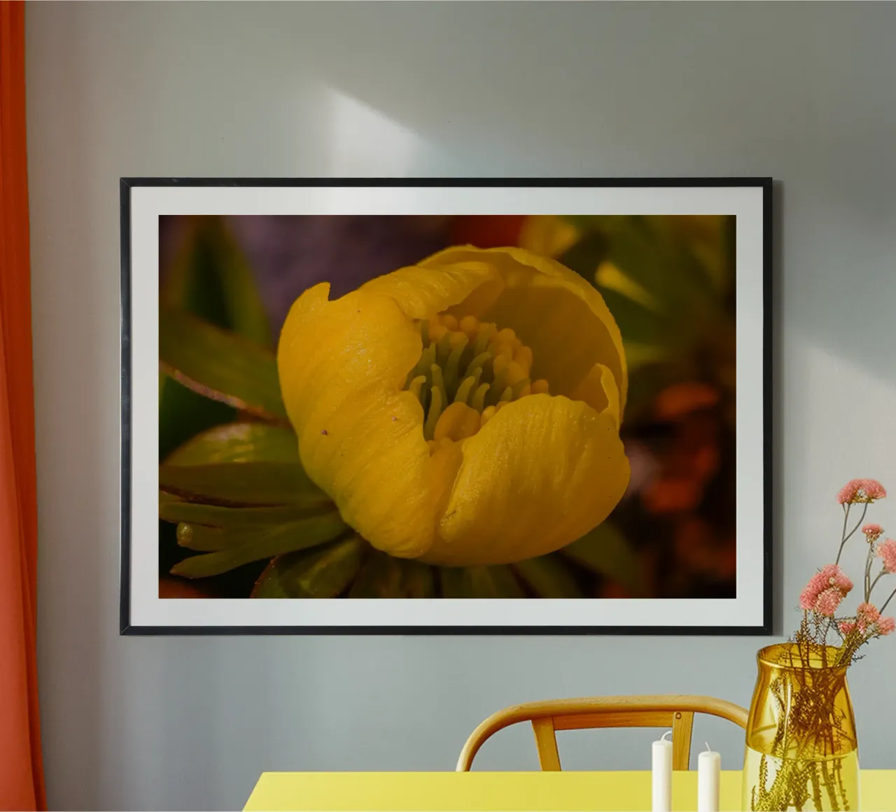 Primo piano del fiore giallo di un aconito invernale poster con telaio in alluminio da Marcus Beckert | Fotografie