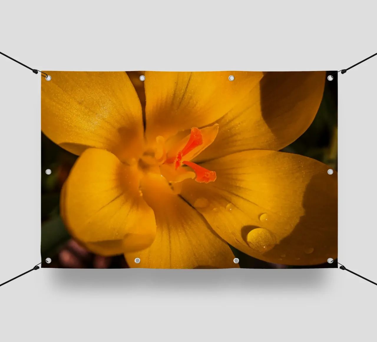 Yellow crocus with water droplets on the petals pvc cover by Marcus Beckert | Fotografie