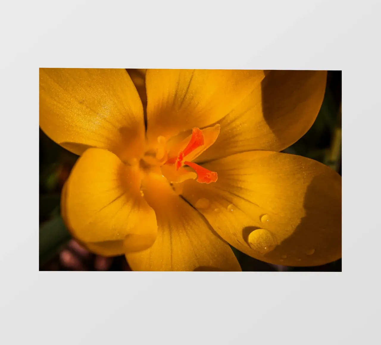 Yellow crocus with water droplets on the petals pvc cover by Marcus Beckert | Fotografie
