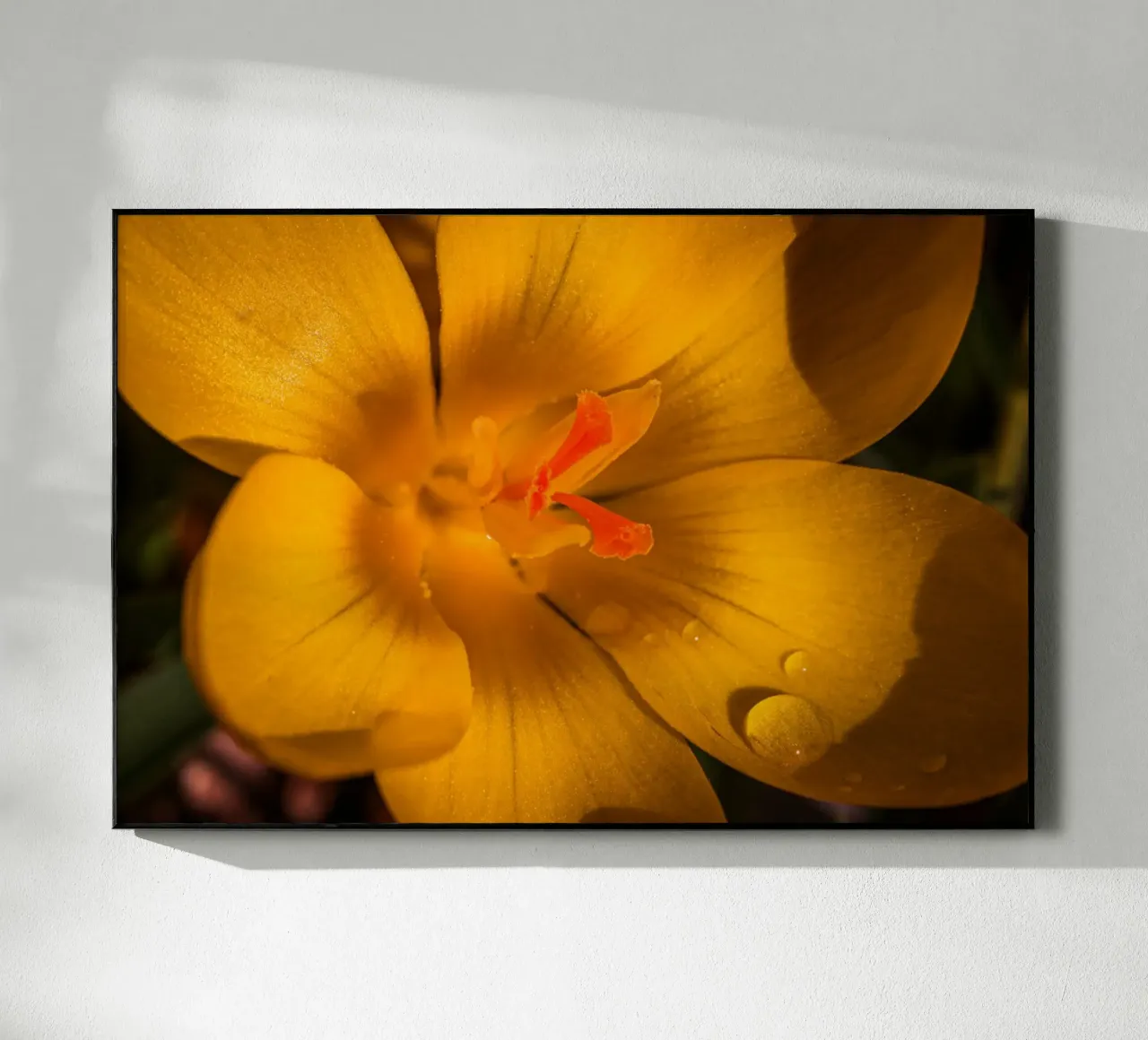 Crocus jaune avec des gouttes d'eau sur les pétales plexiglas de Marcus Beckert | Fotografie
