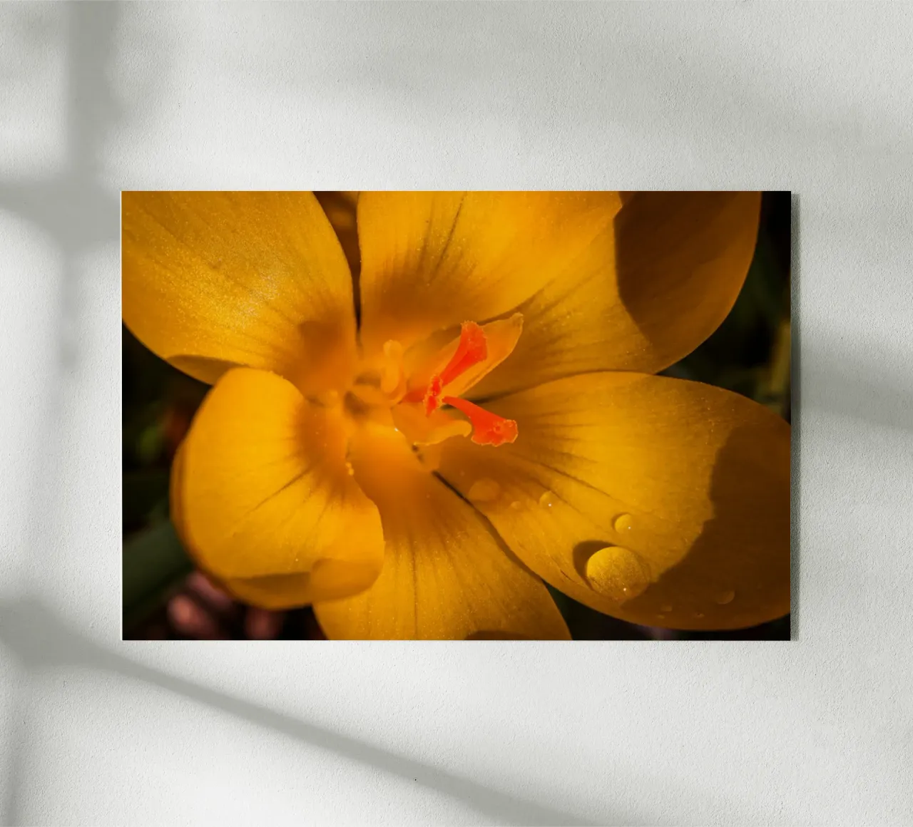 Crocus jaune avec des gouttes d'eau sur les pétales plexiglas de Marcus Beckert | Fotografie