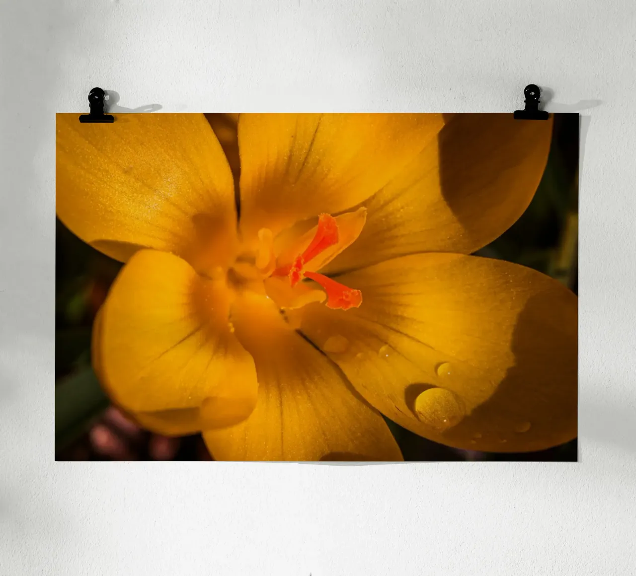 Crocus jaune avec des gouttes d'eau sur les pétales hahnemühle de Marcus Beckert | Fotografie