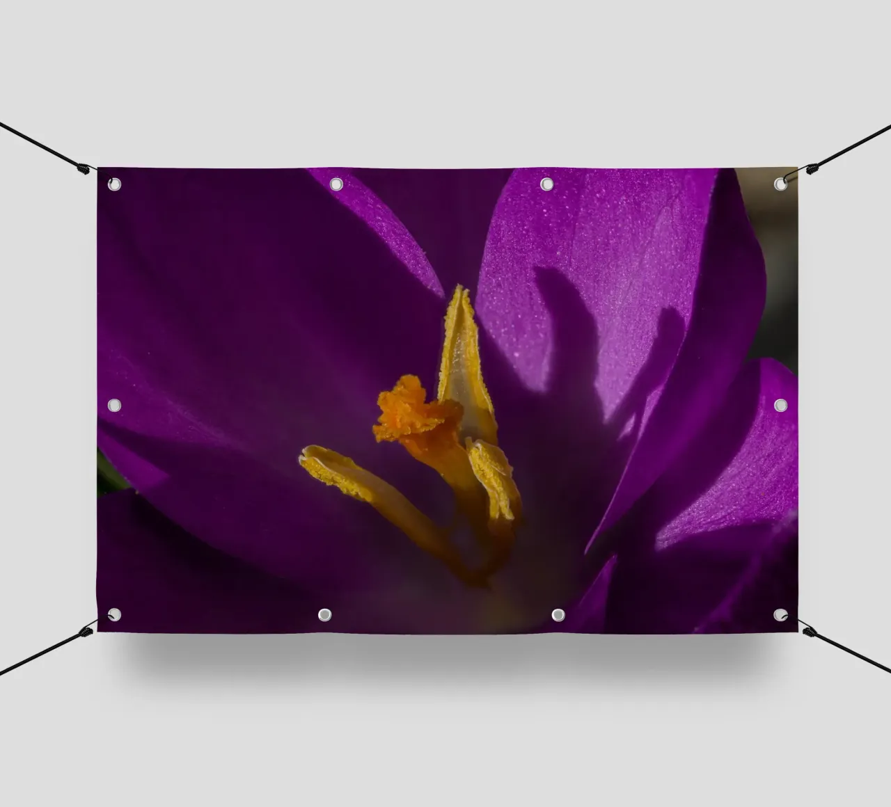 Croco viola in primavera telo in pvc da Marcus Beckert | Fotografie