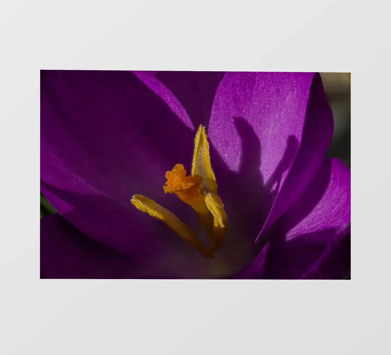 Croco viola in primavera telo in pvc da Marcus Beckert | Fotografie