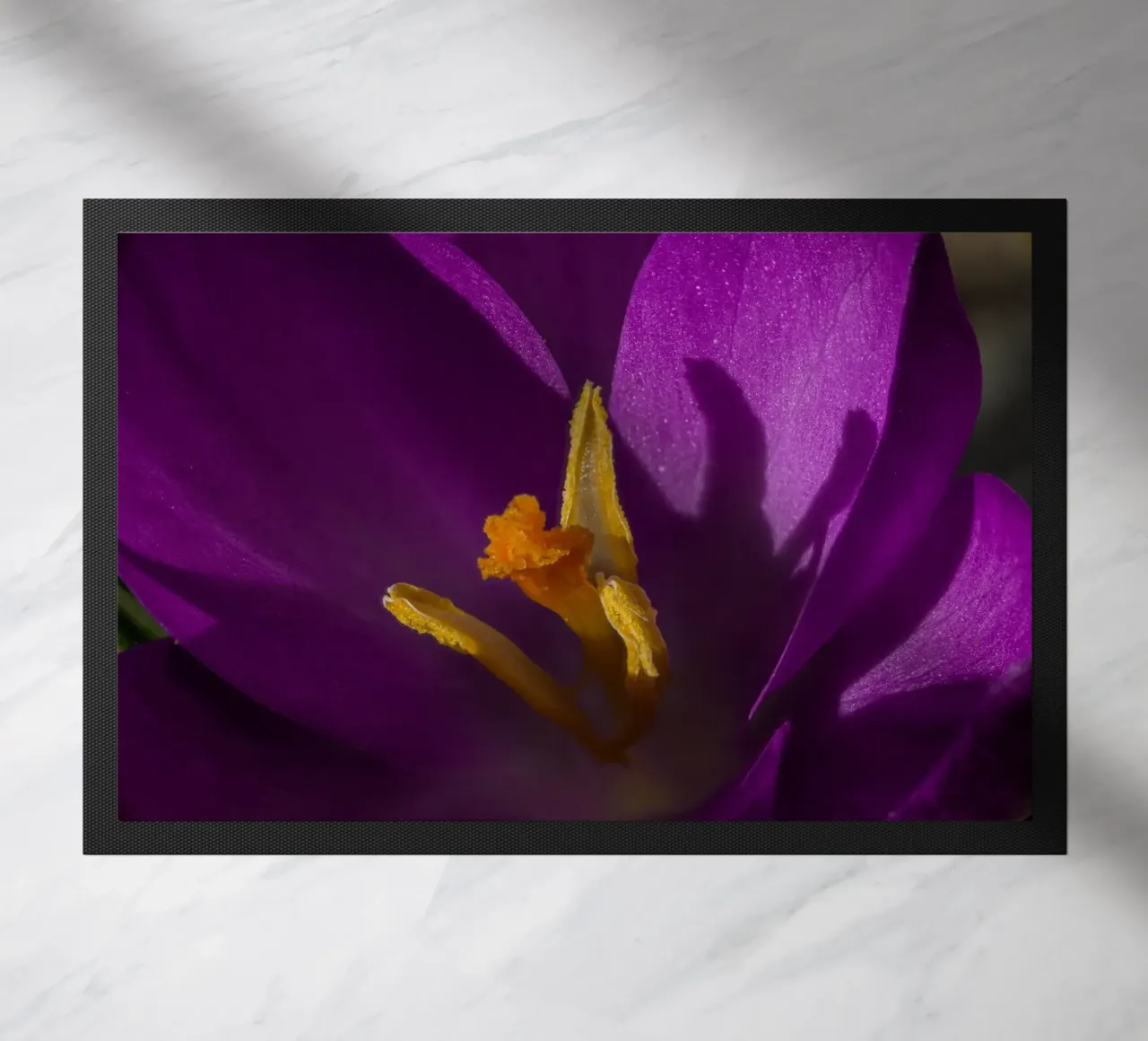 Croco viola in primavera zerbino da Marcus Beckert | Fotografie