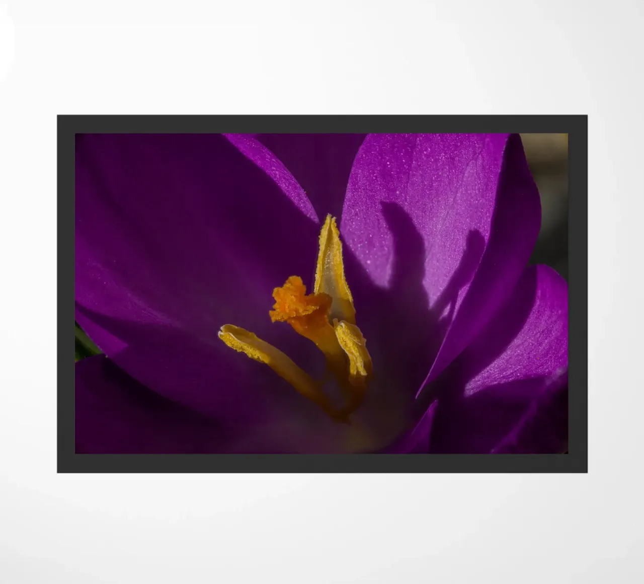 Croco viola in primavera zerbino da Marcus Beckert | Fotografie