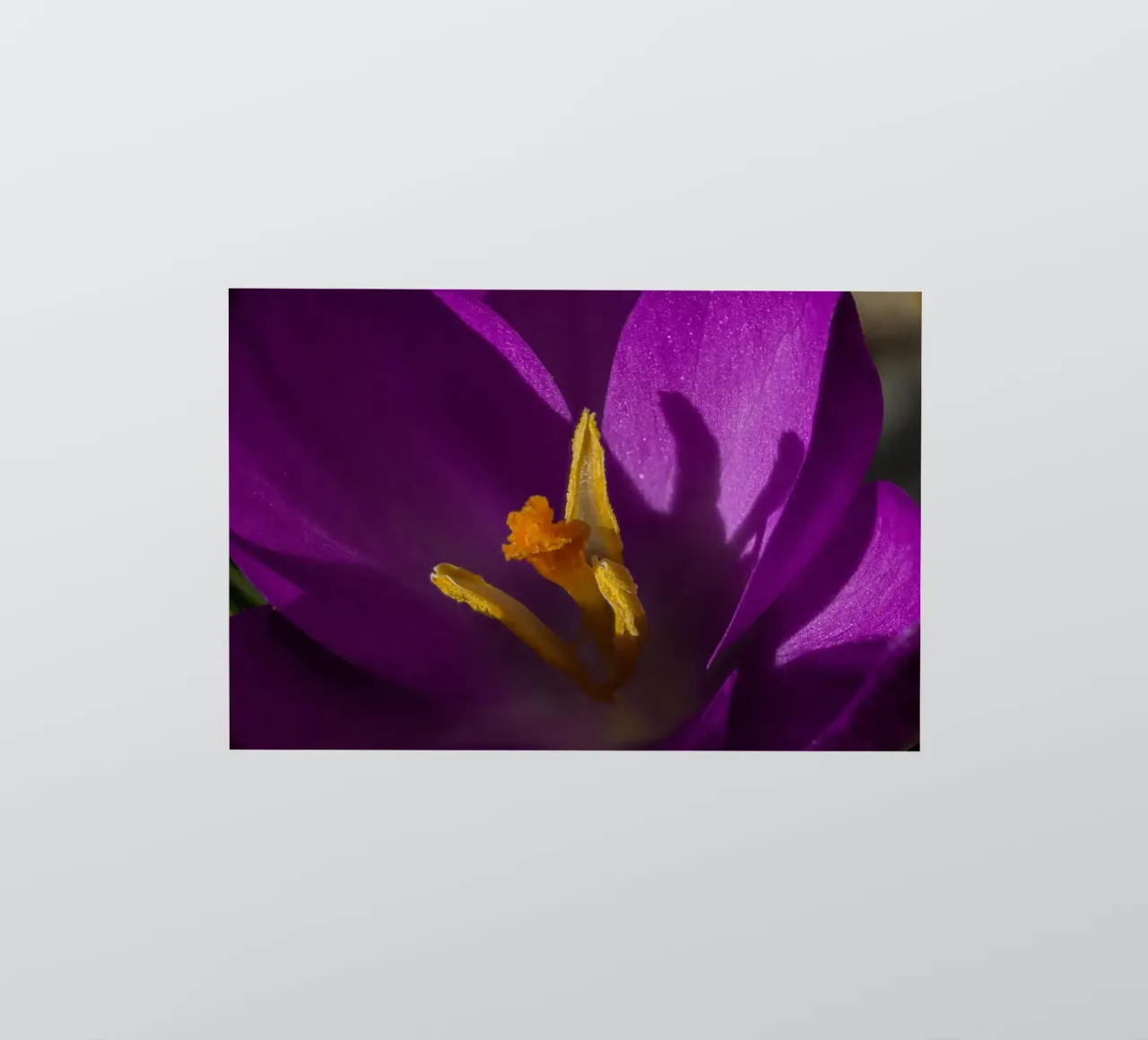 Purple crocus in spring sticker by Marcus Beckert | Fotografie