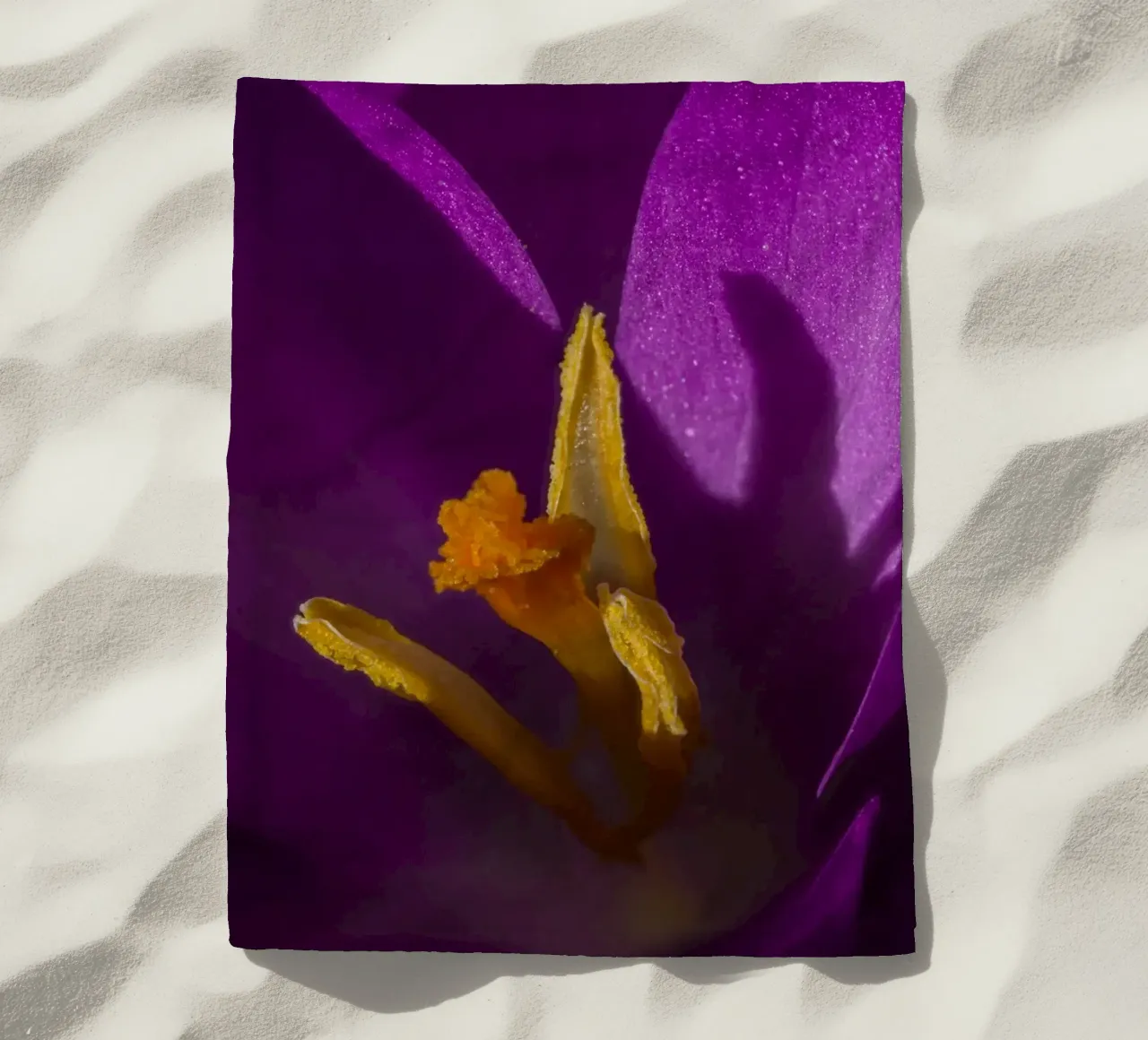 Lila Krokus im Frühling Strandtuch von Marcus Beckert | Fotografie