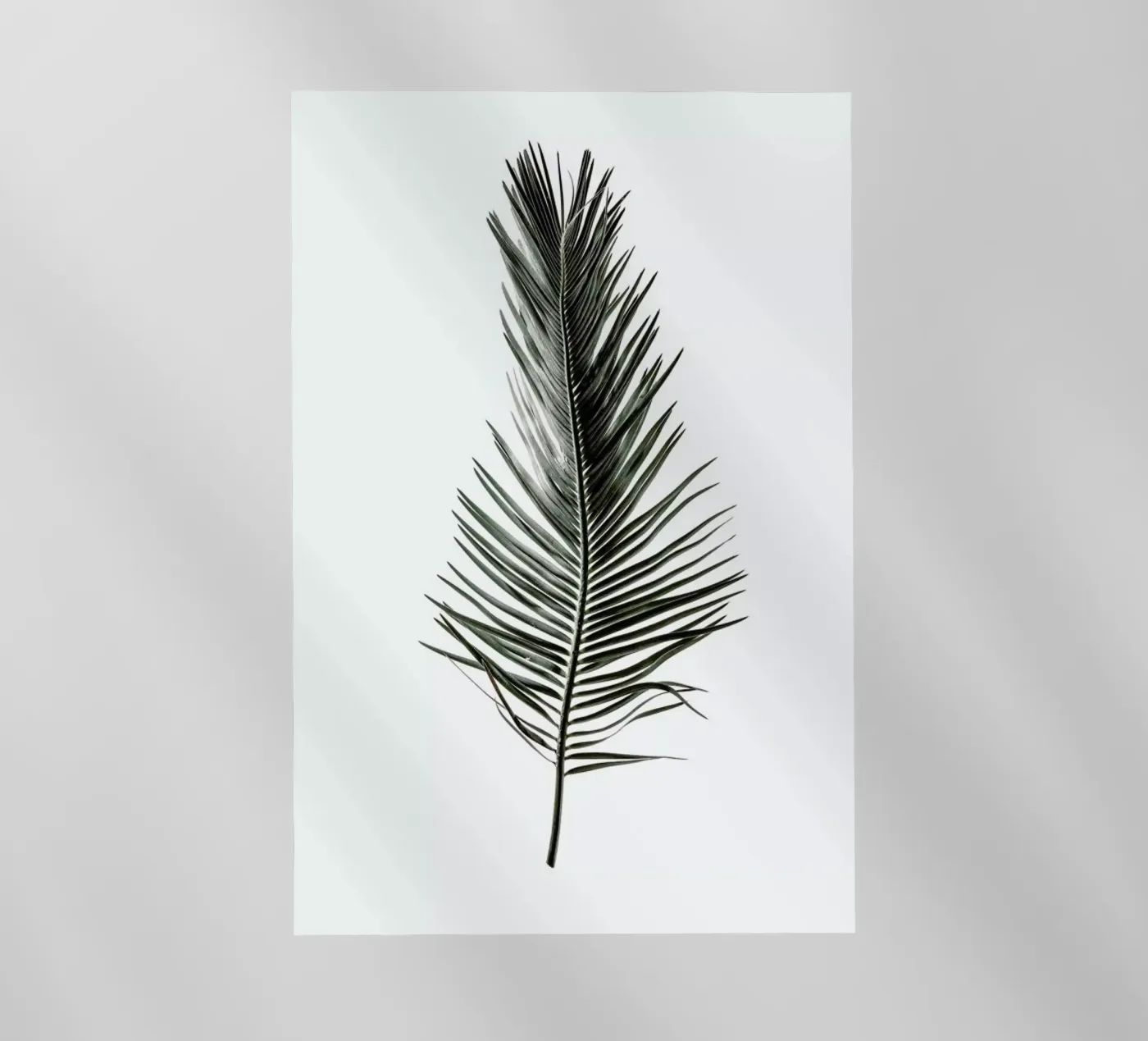 Leaf Study 3 backlit film by Shot By Clint