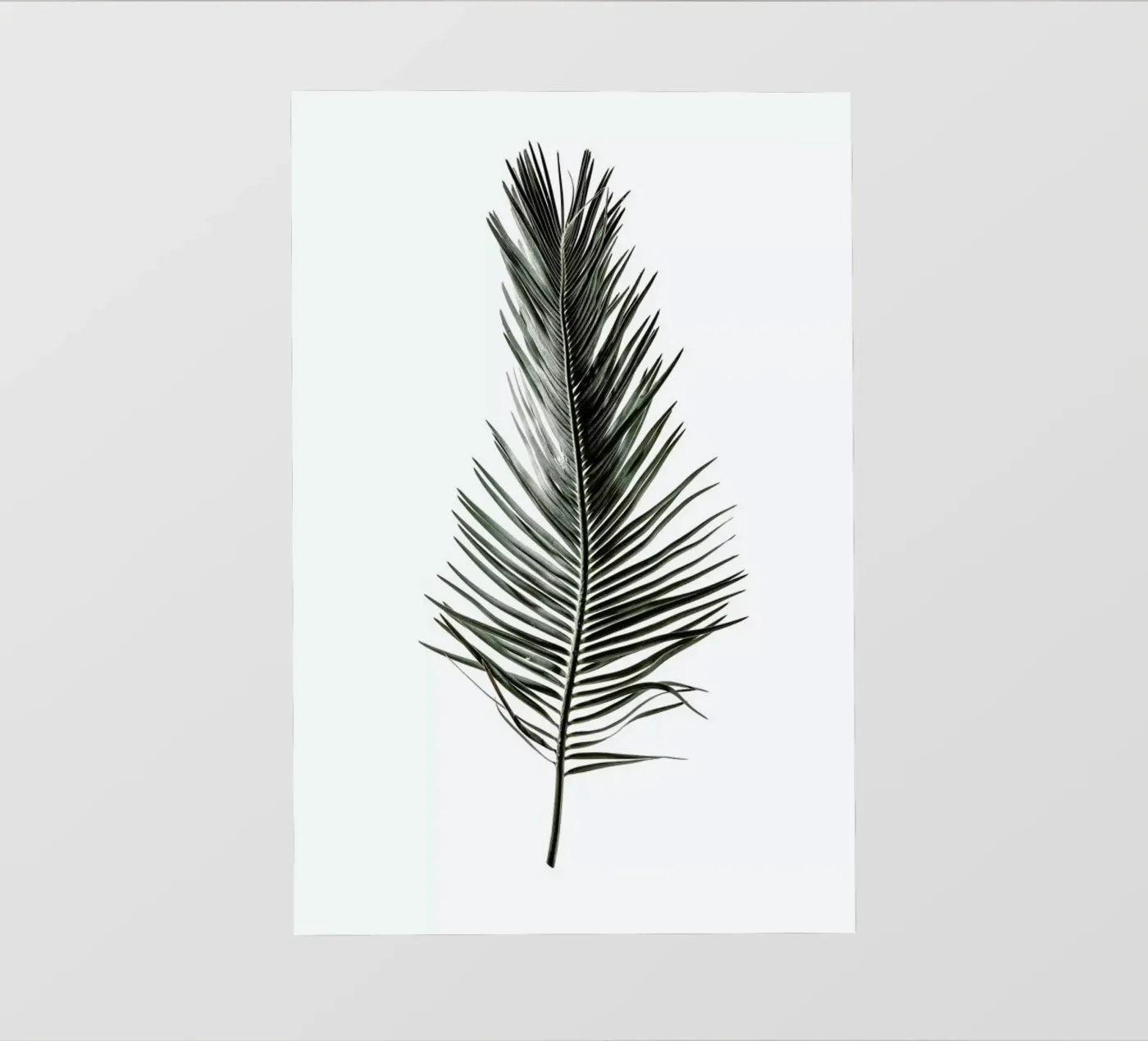 Leaf Study 3 backlit film by Shot By Clint