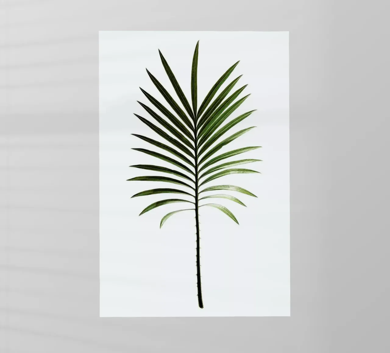 Leaf Study 4 pellicola backlit da Shot By Clint