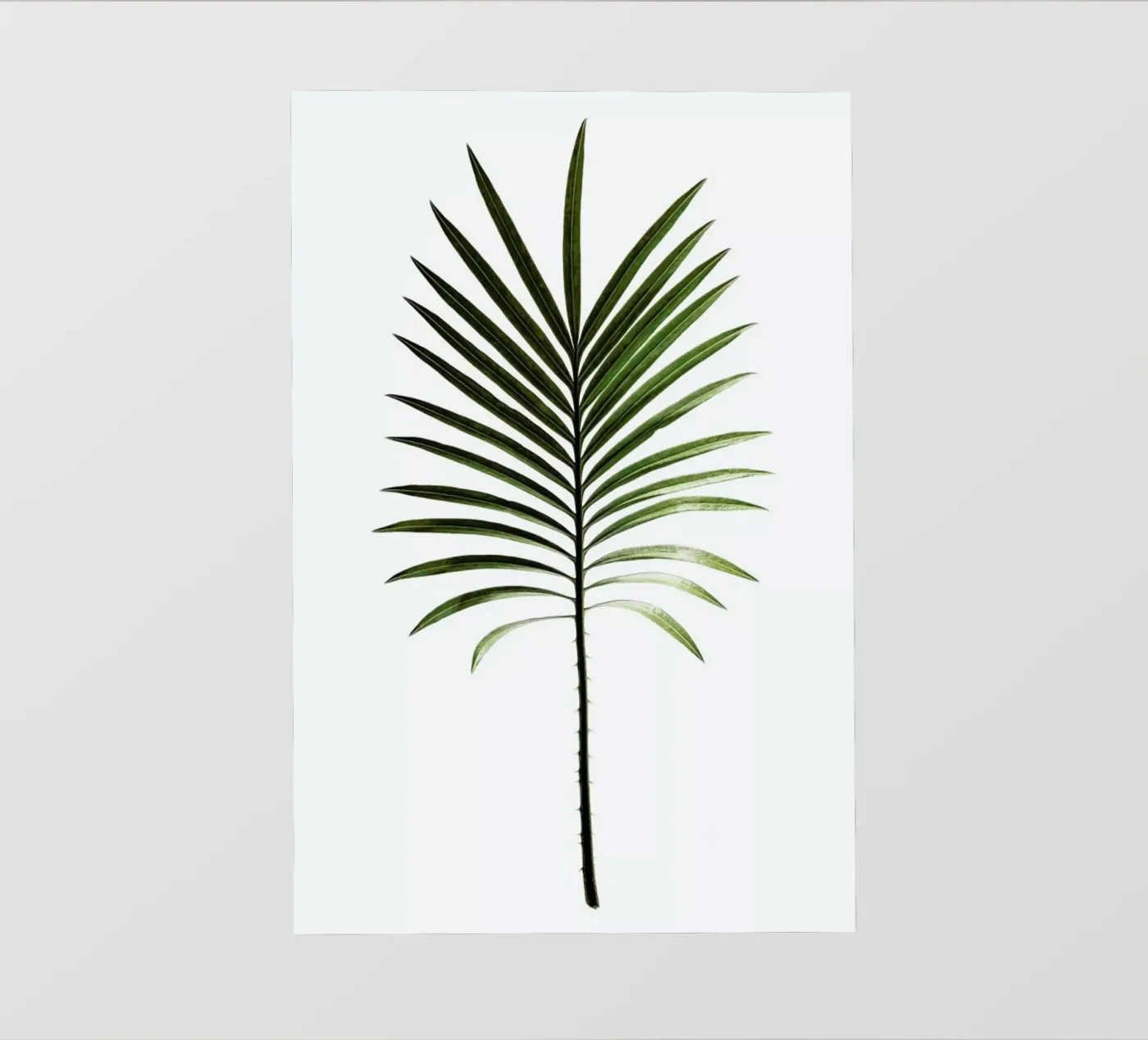 Leaf Study 4 PVC Plane von Shot By Clint