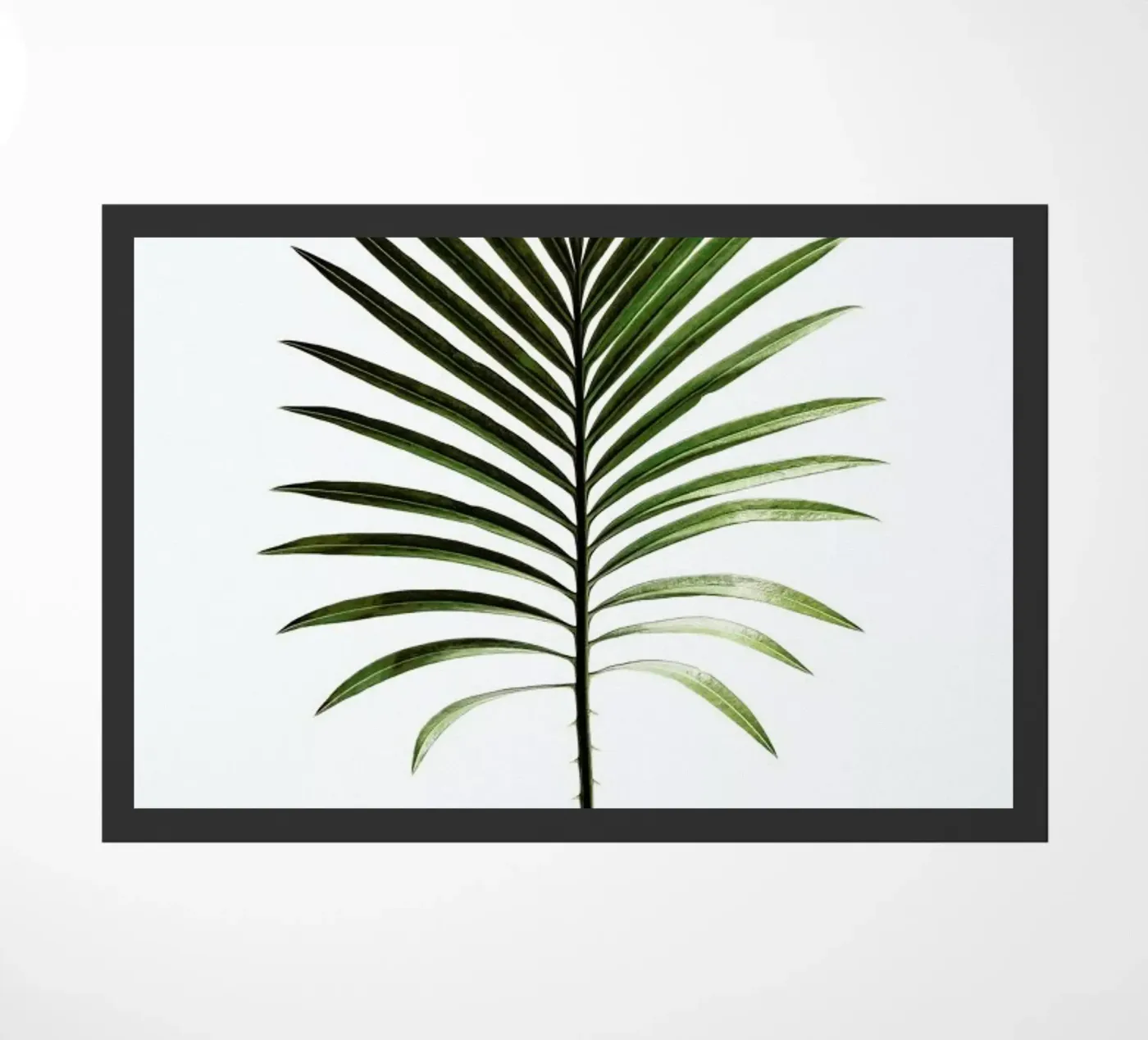 Leaf Study 4 zerbino da Shot By Clint