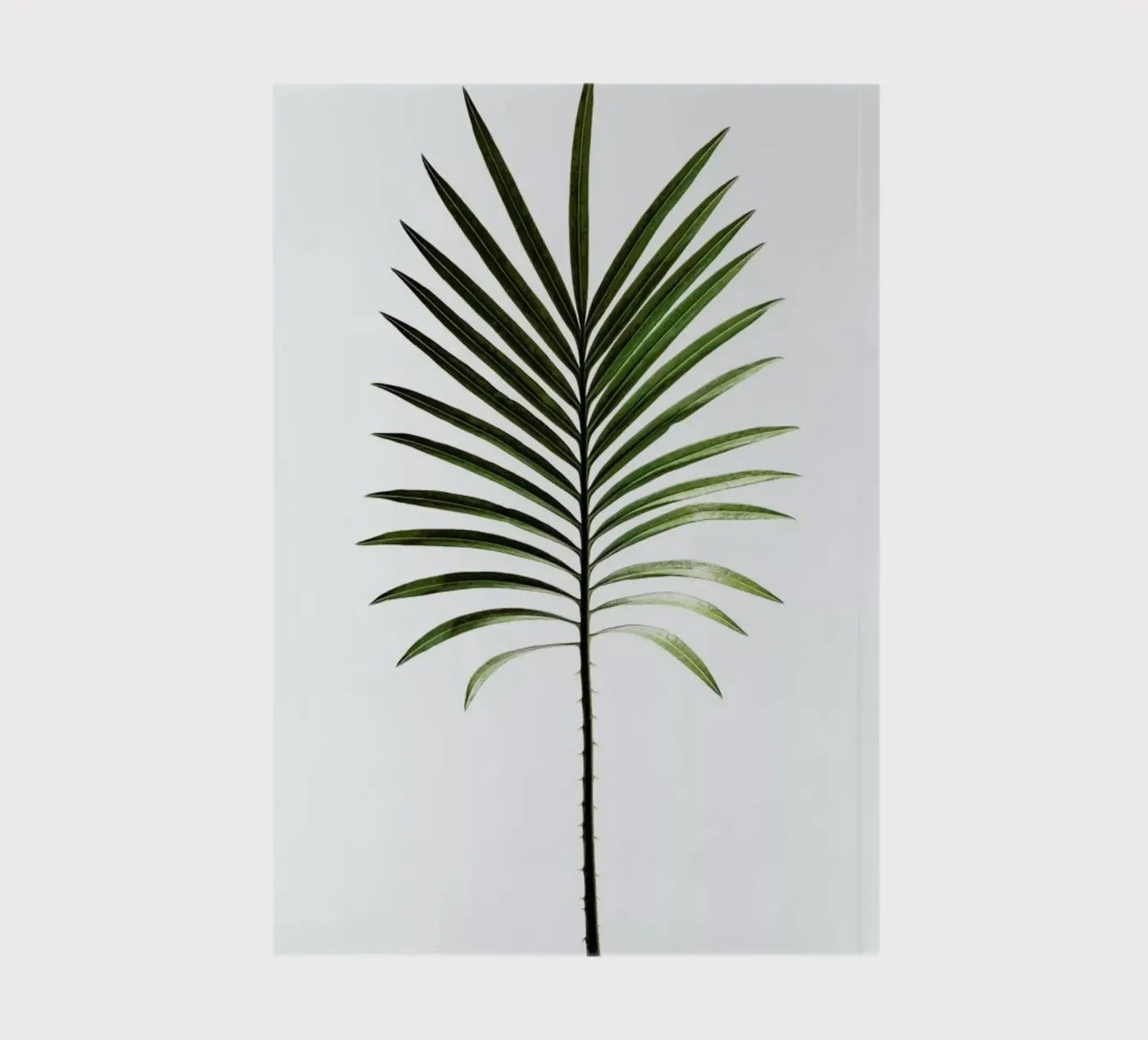 Leaf Study 4 carnet de Shot By Clint