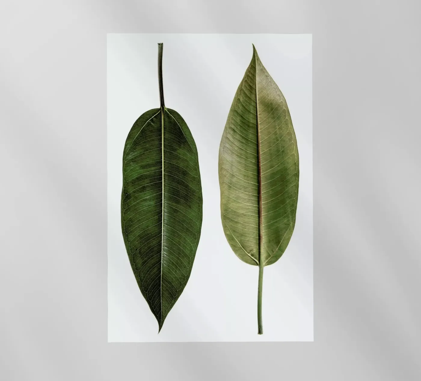 Leaf Study 5 pellicola backlit da Shot By Clint