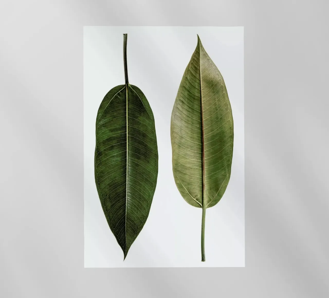 Leaf Study 5 pellicola backlit da Shot By Clint