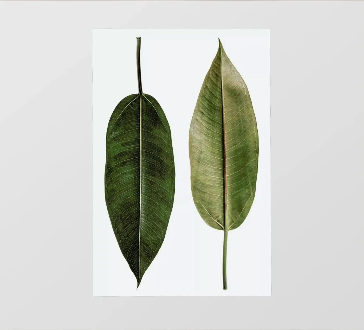 Leaf Study 5 backlit folie van Shot By Clint