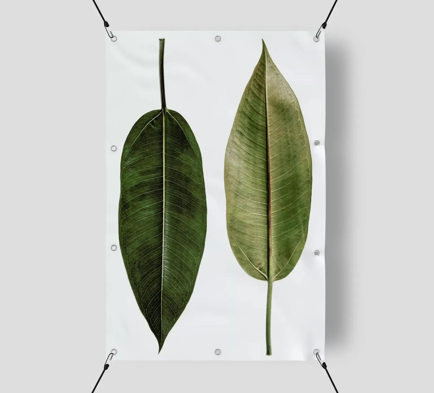 Leaf Study 5 telo in pvc da Shot By Clint
