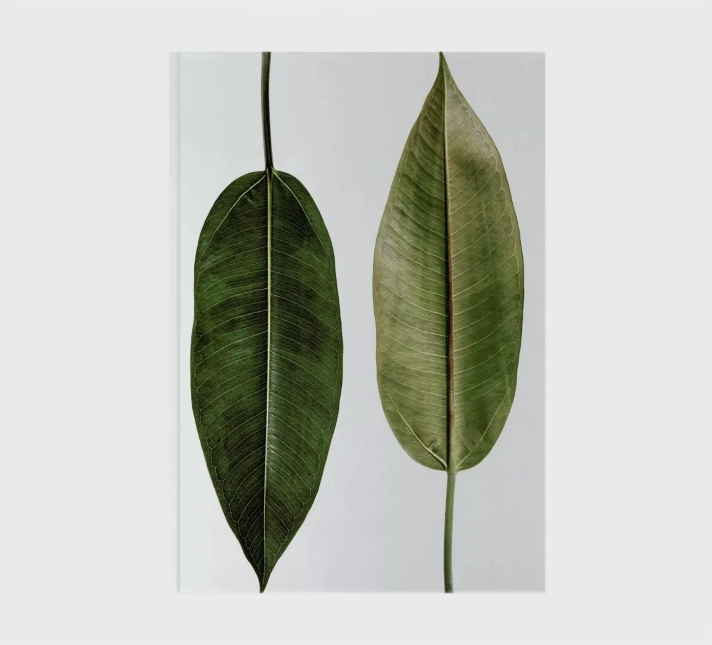 Leaf Study 5 notebook by Shot By Clint