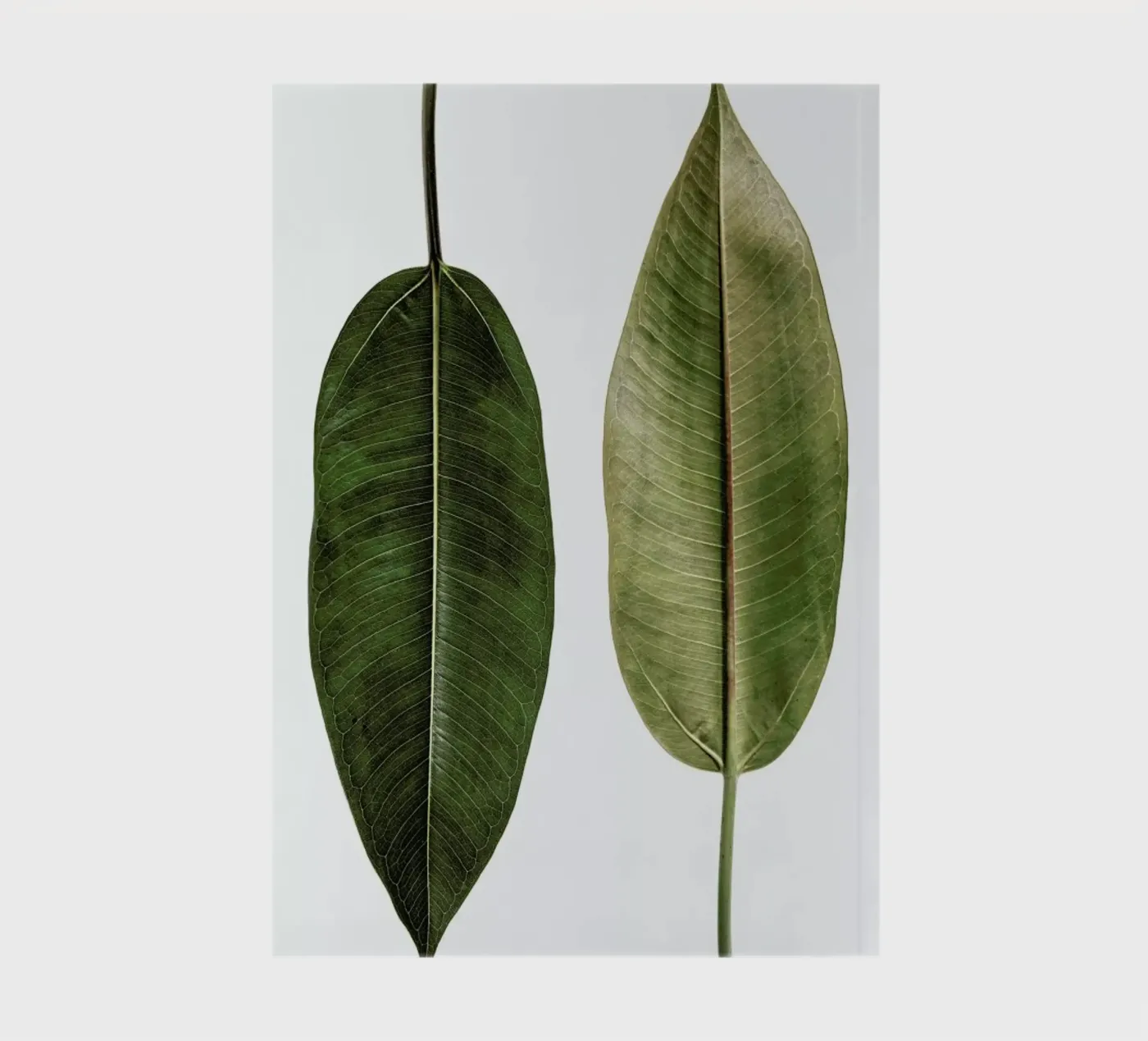 Leaf Study 5 notebook by Shot By Clint