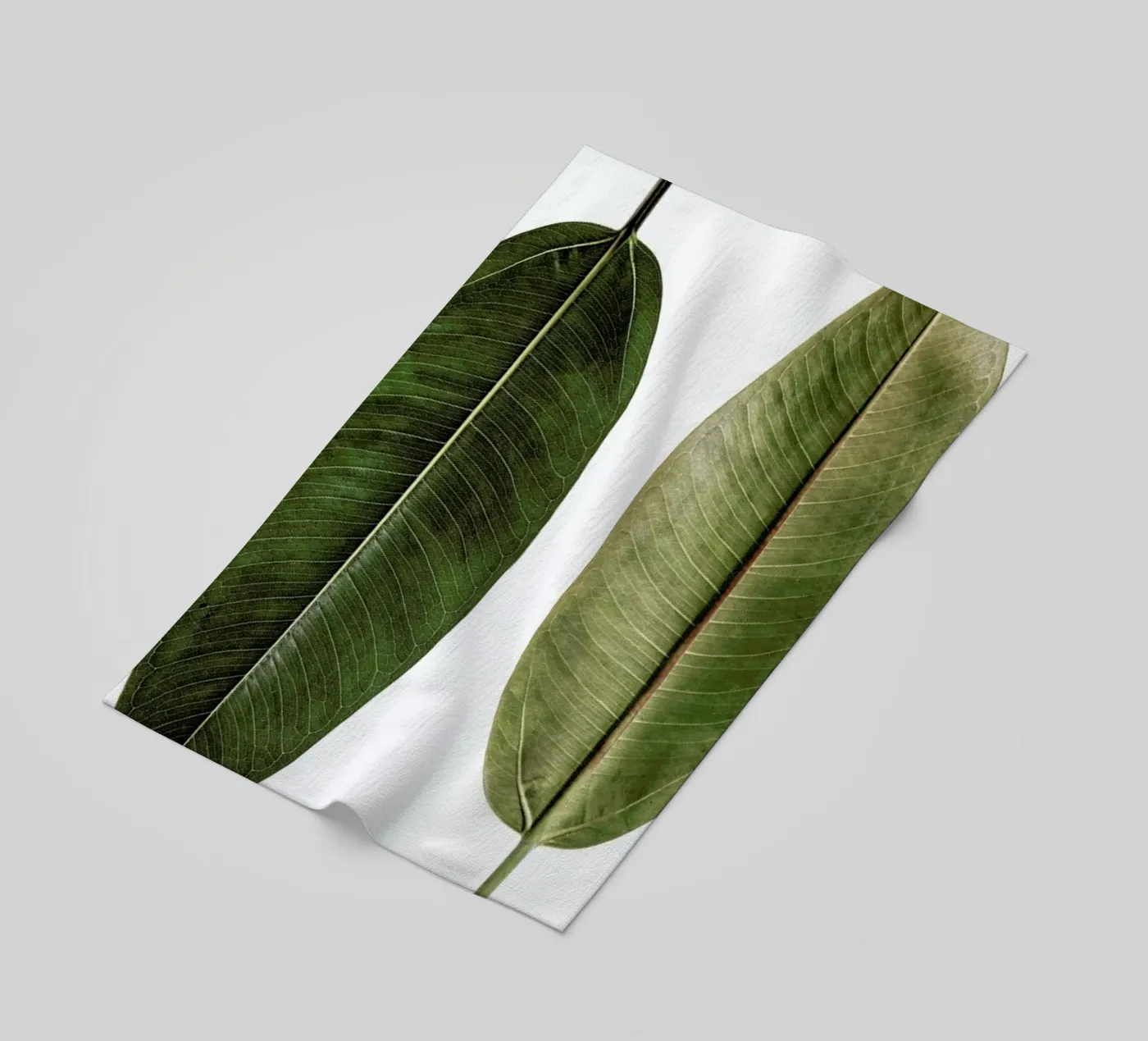 Leaf Study 5 telo mare da Shot By Clint