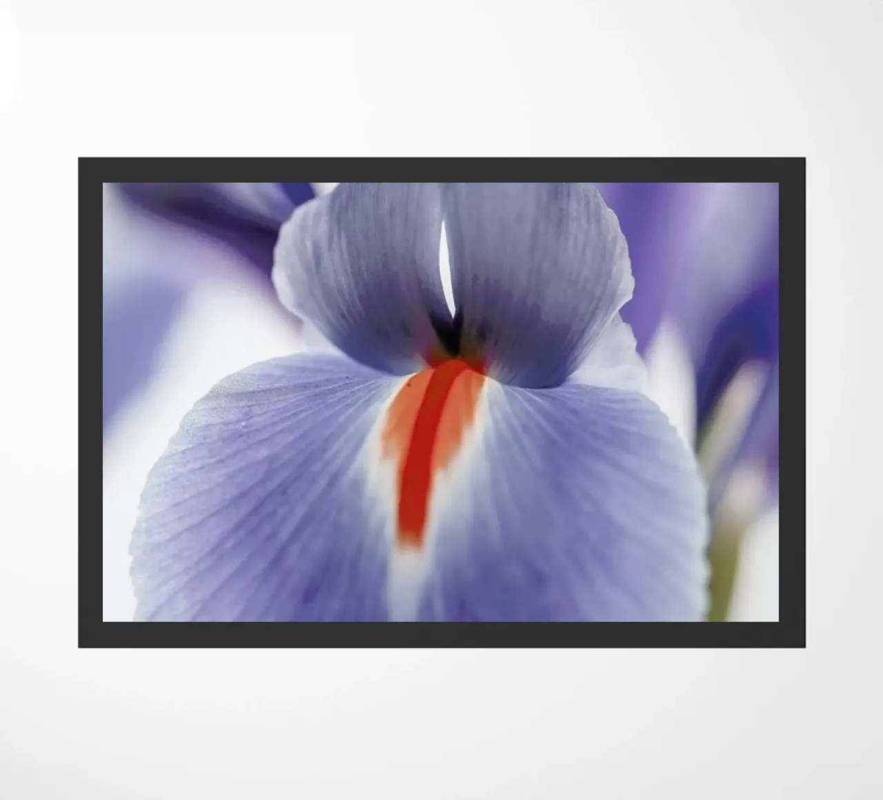 Lilly zerbino da Shot By Clint