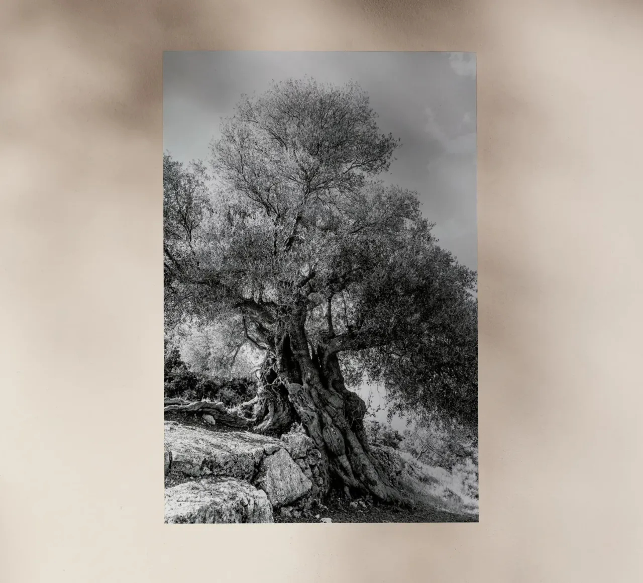 Olea pellicola backlit da Shot By Clint