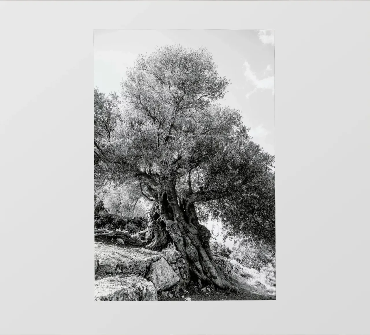 Olea pellicola backlit da Shot By Clint