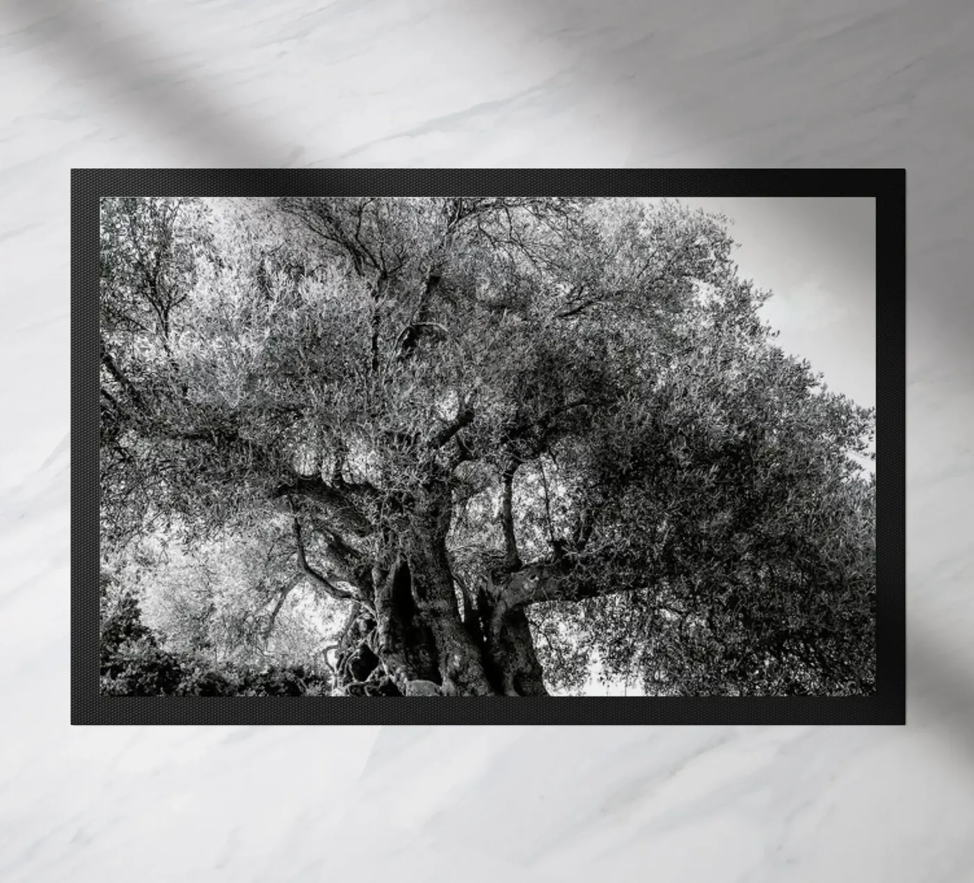 Olea zerbino da Shot By Clint