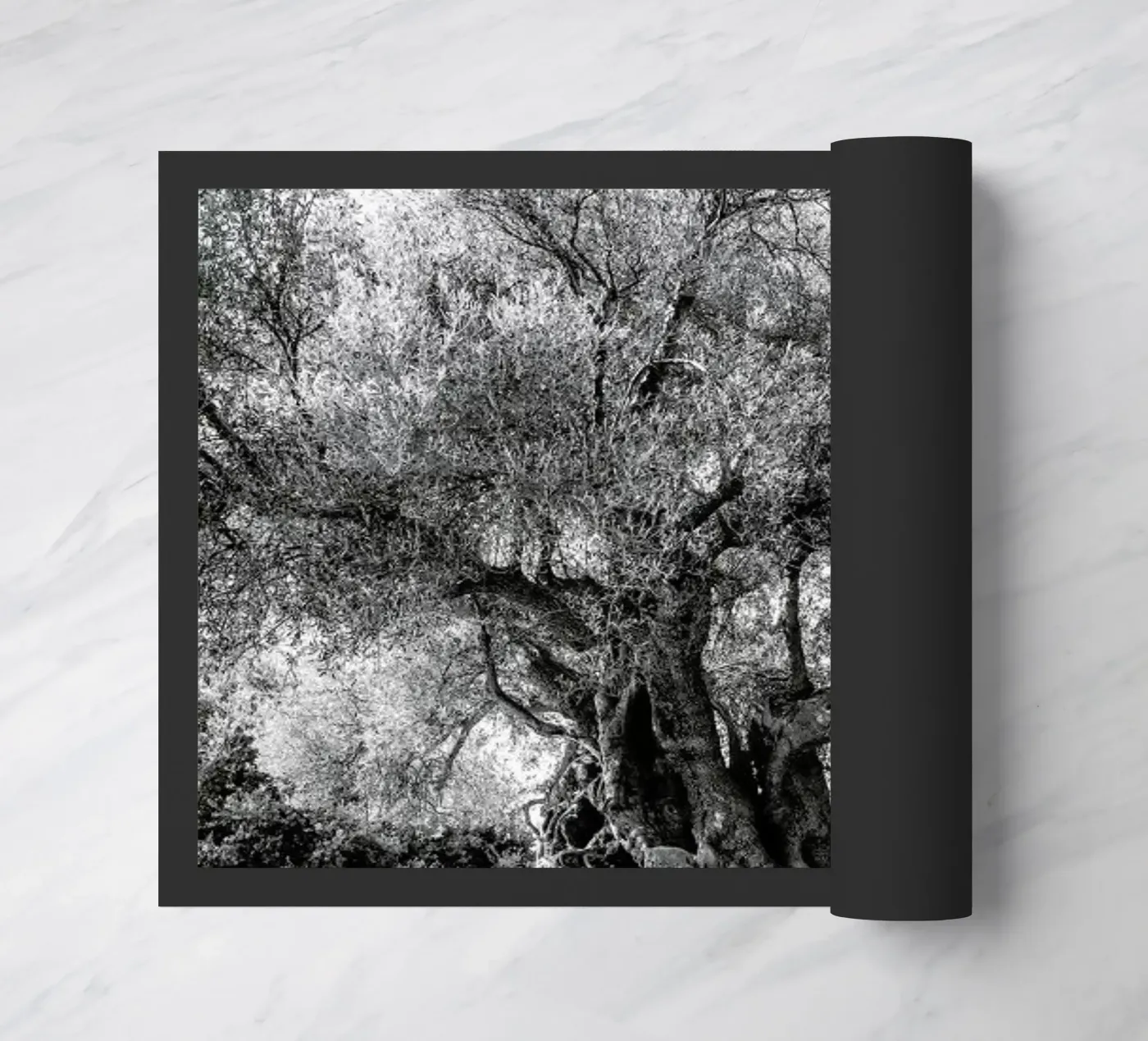 Olea zerbino da Shot By Clint