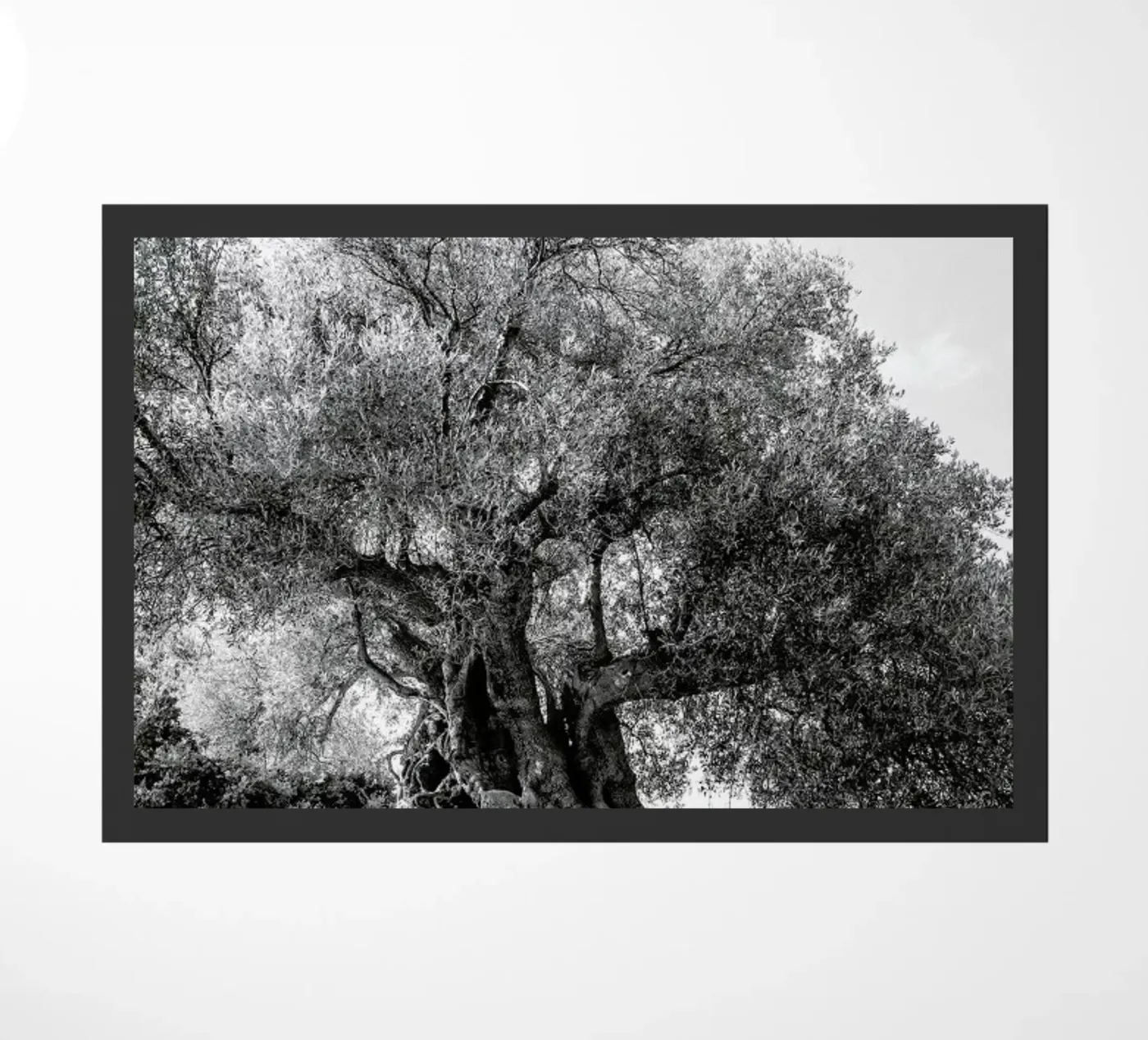 Olea zerbino da Shot By Clint