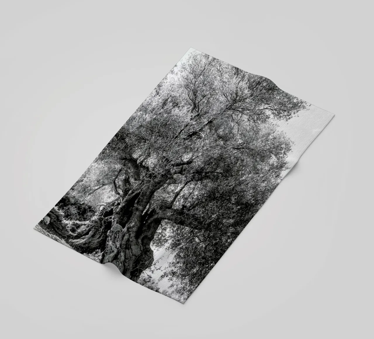 Olea telo mare da Shot By Clint