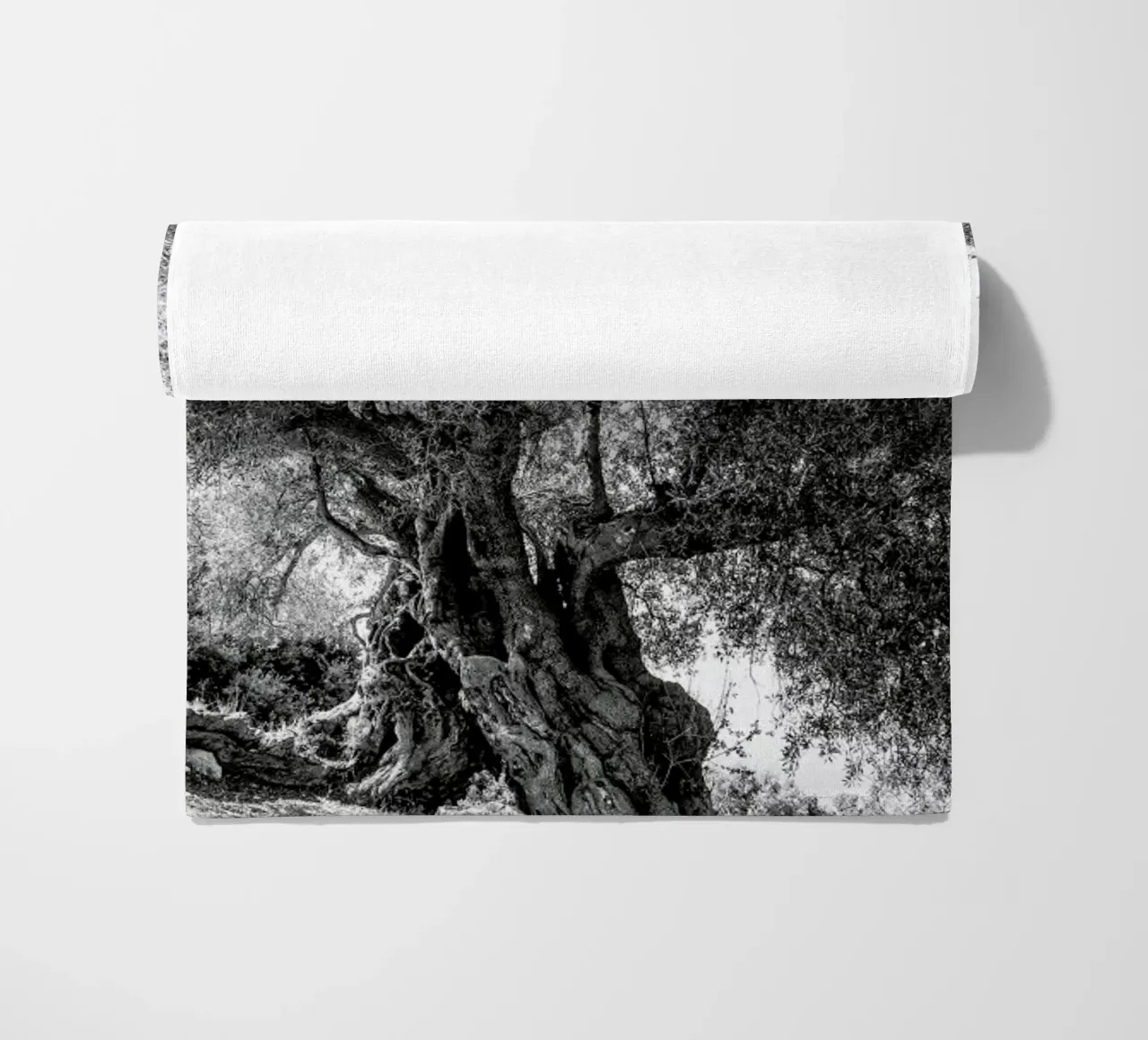 Olea telo mare da Shot By Clint