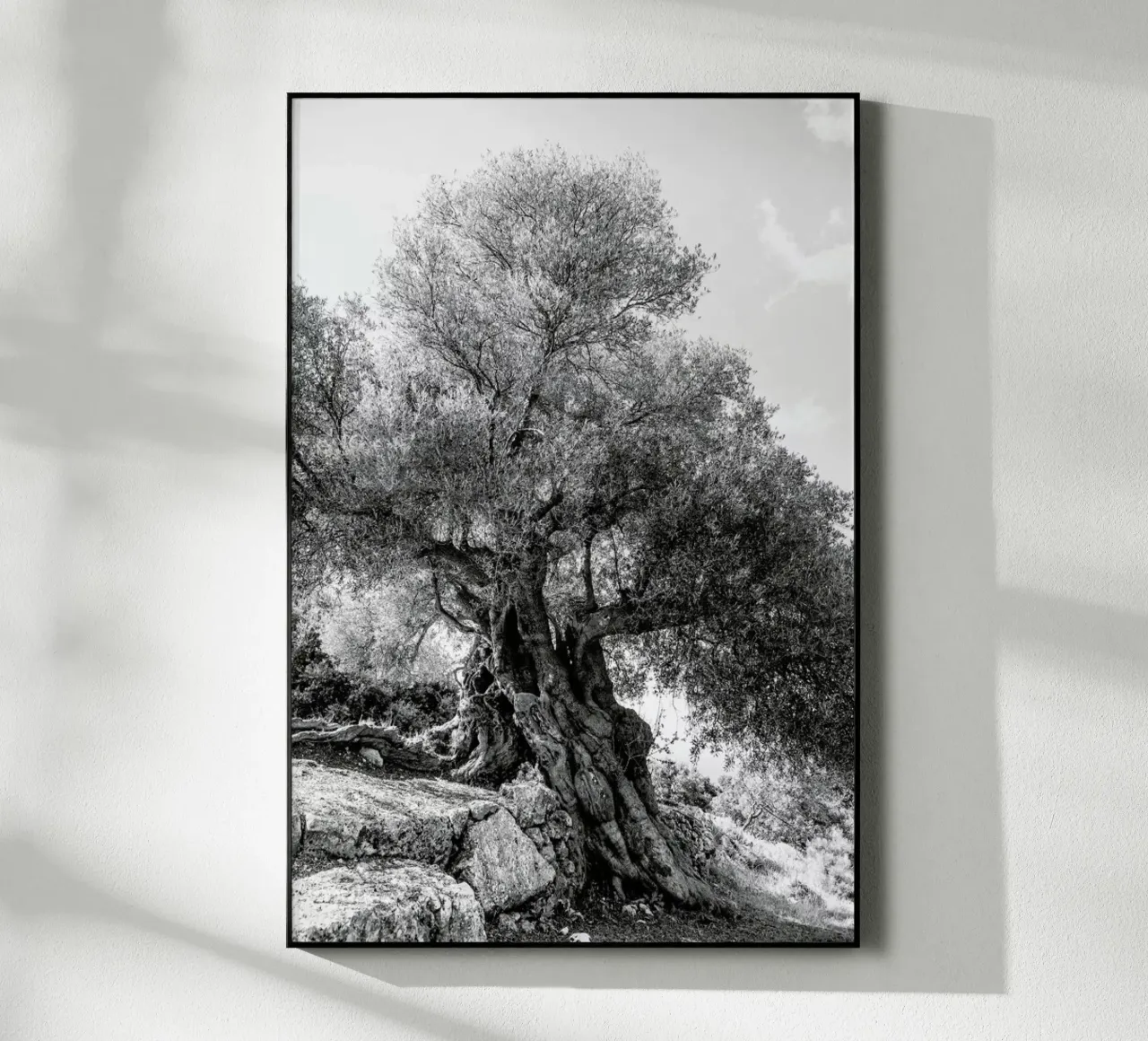 Olea plexiglass da Shot By Clint