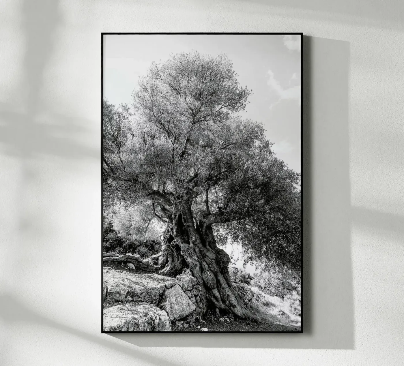 Olea plexiglass da Shot By Clint