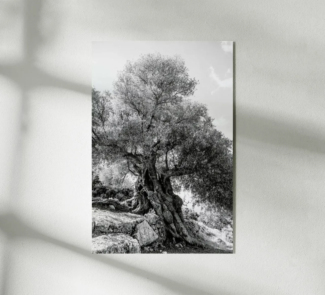 Olea plexiglass da Shot By Clint