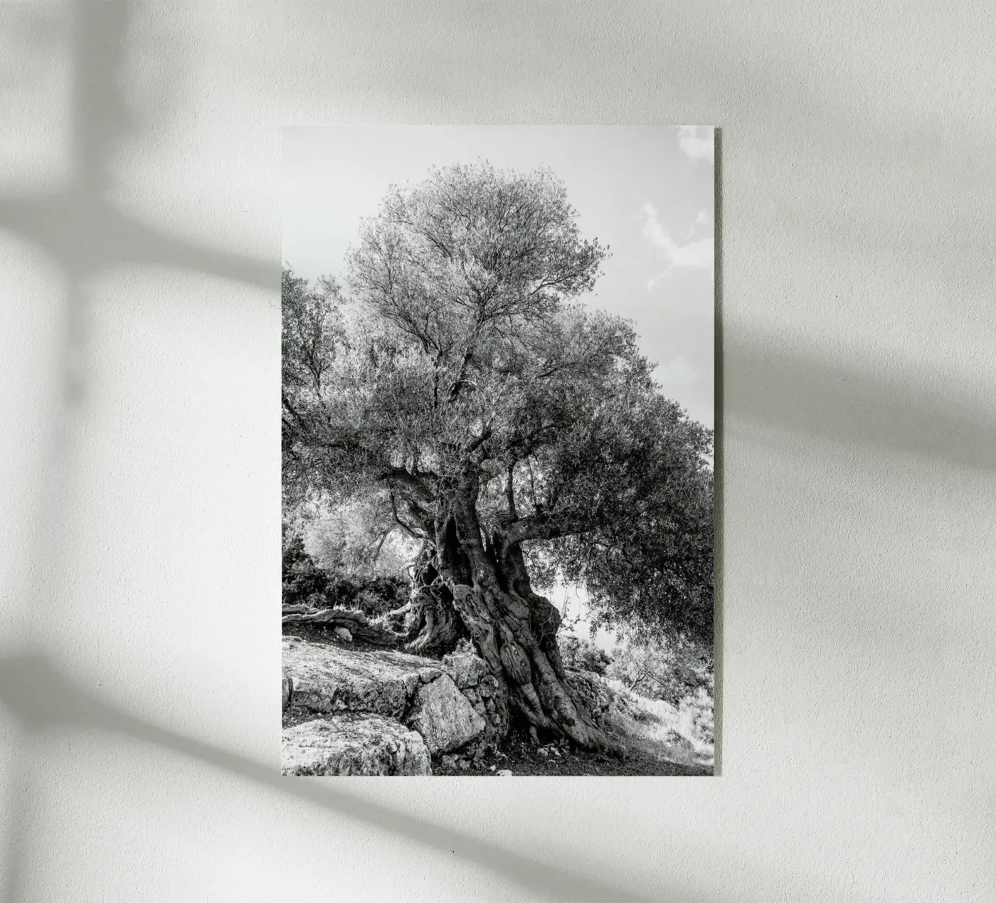 Olea plexiglass da Shot By Clint