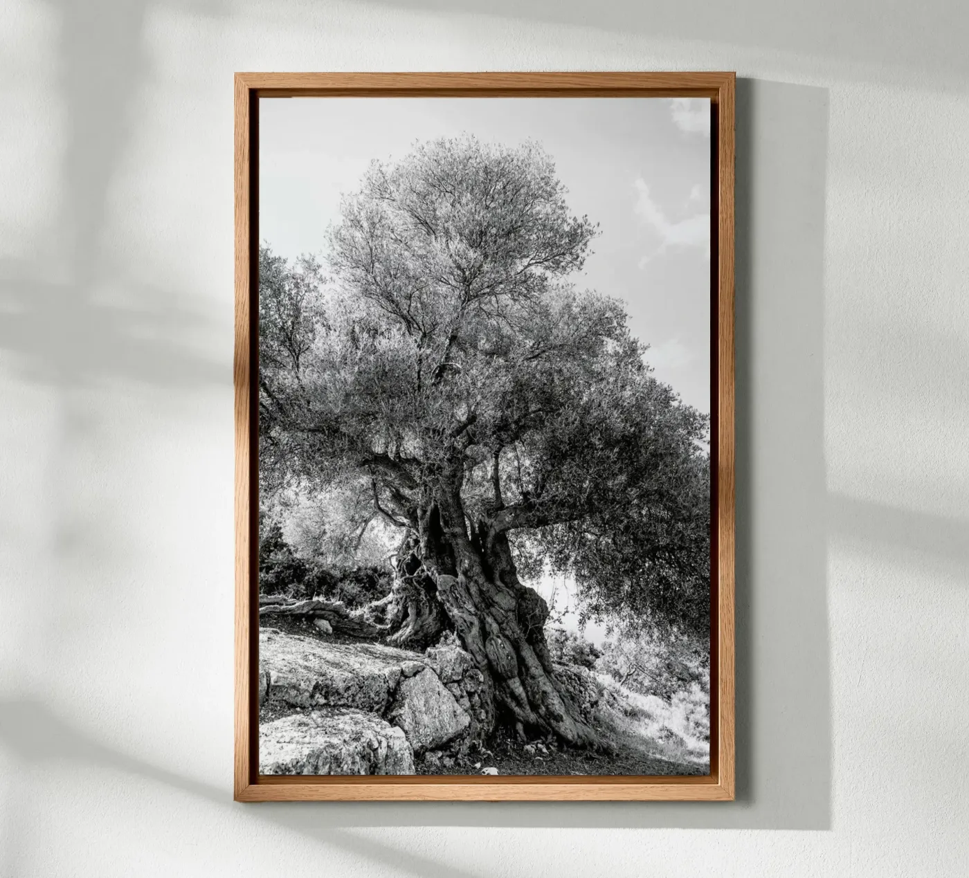 Olea pannello forex da Shot By Clint