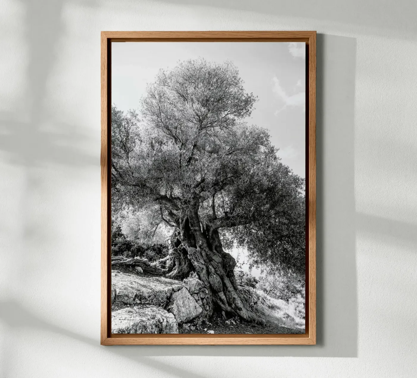 Olea forex plate by Shot By Clint