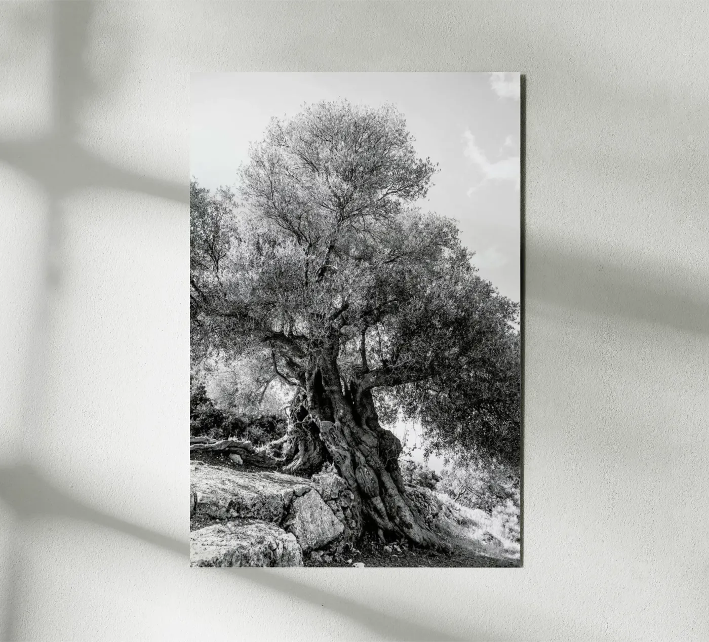 Olea forex plate by Shot By Clint