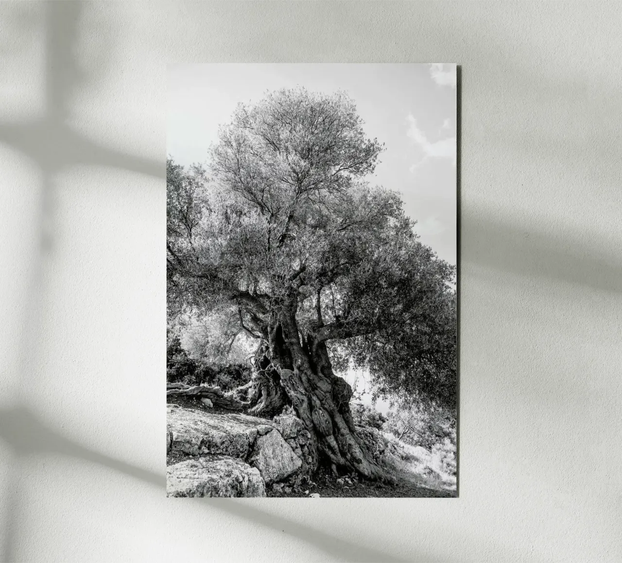 Olea pannello forex da Shot By Clint