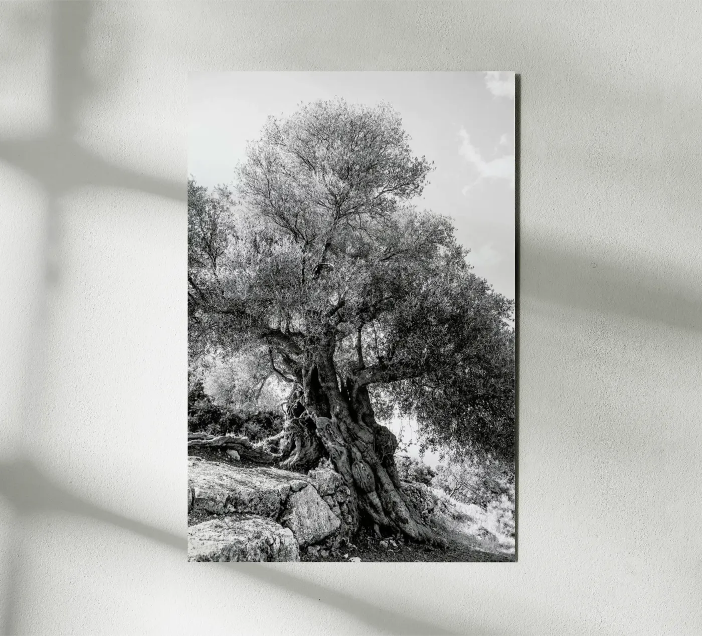 Olea pannello forex da Shot By Clint