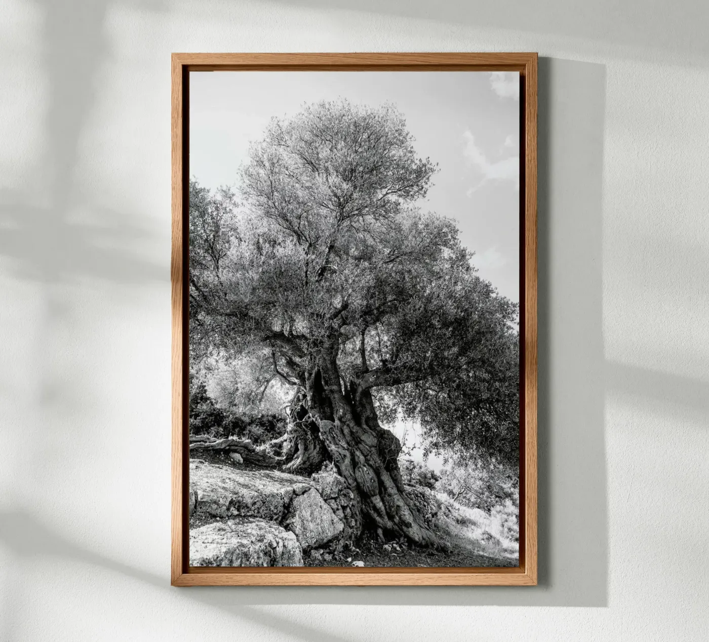 Olea canvas by Shot By Clint