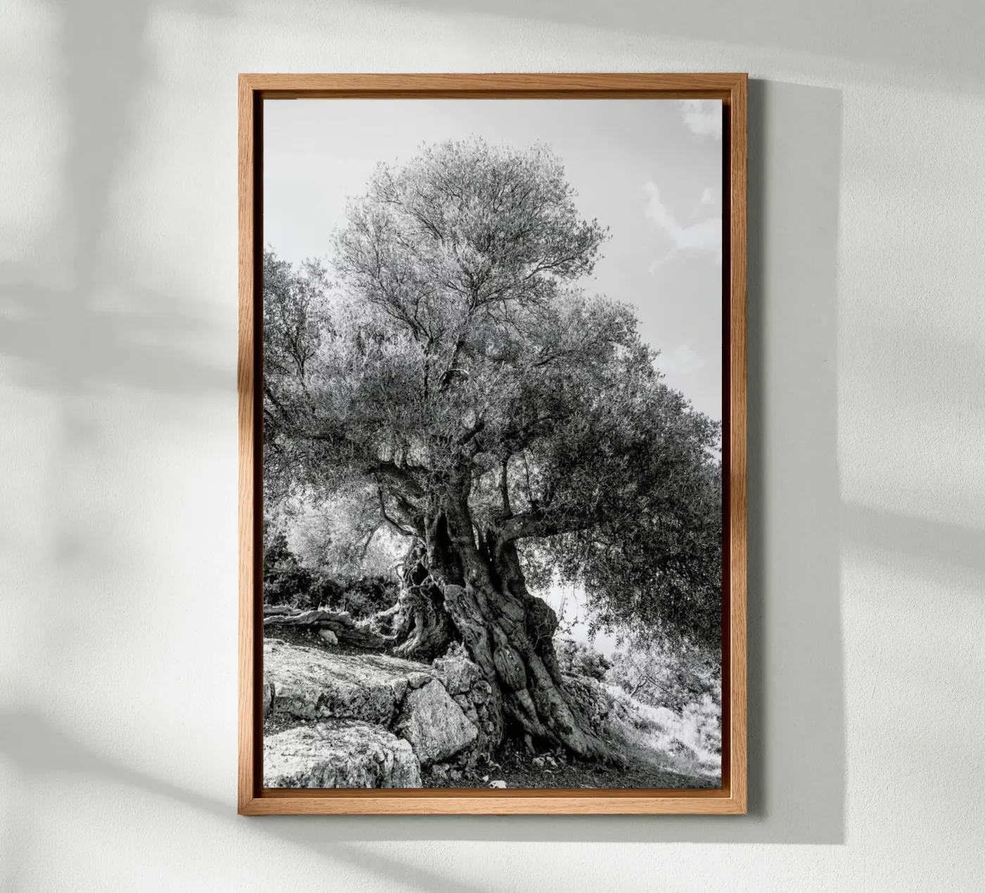 Olea tela da Shot By Clint