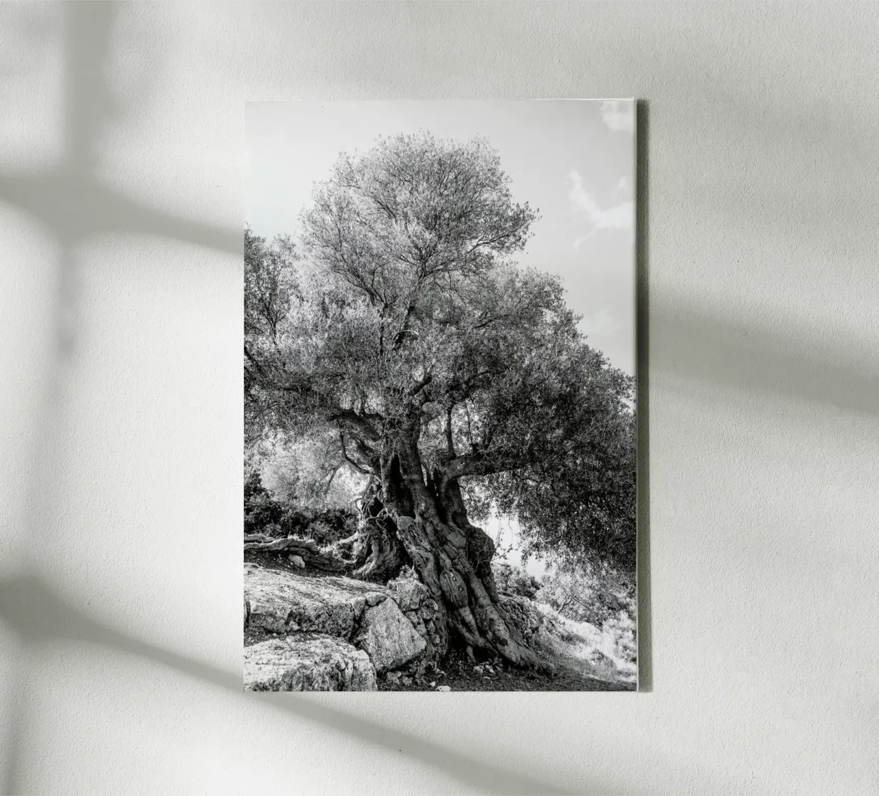 Olea tela con Cornice a cassetta da Shot By Clint