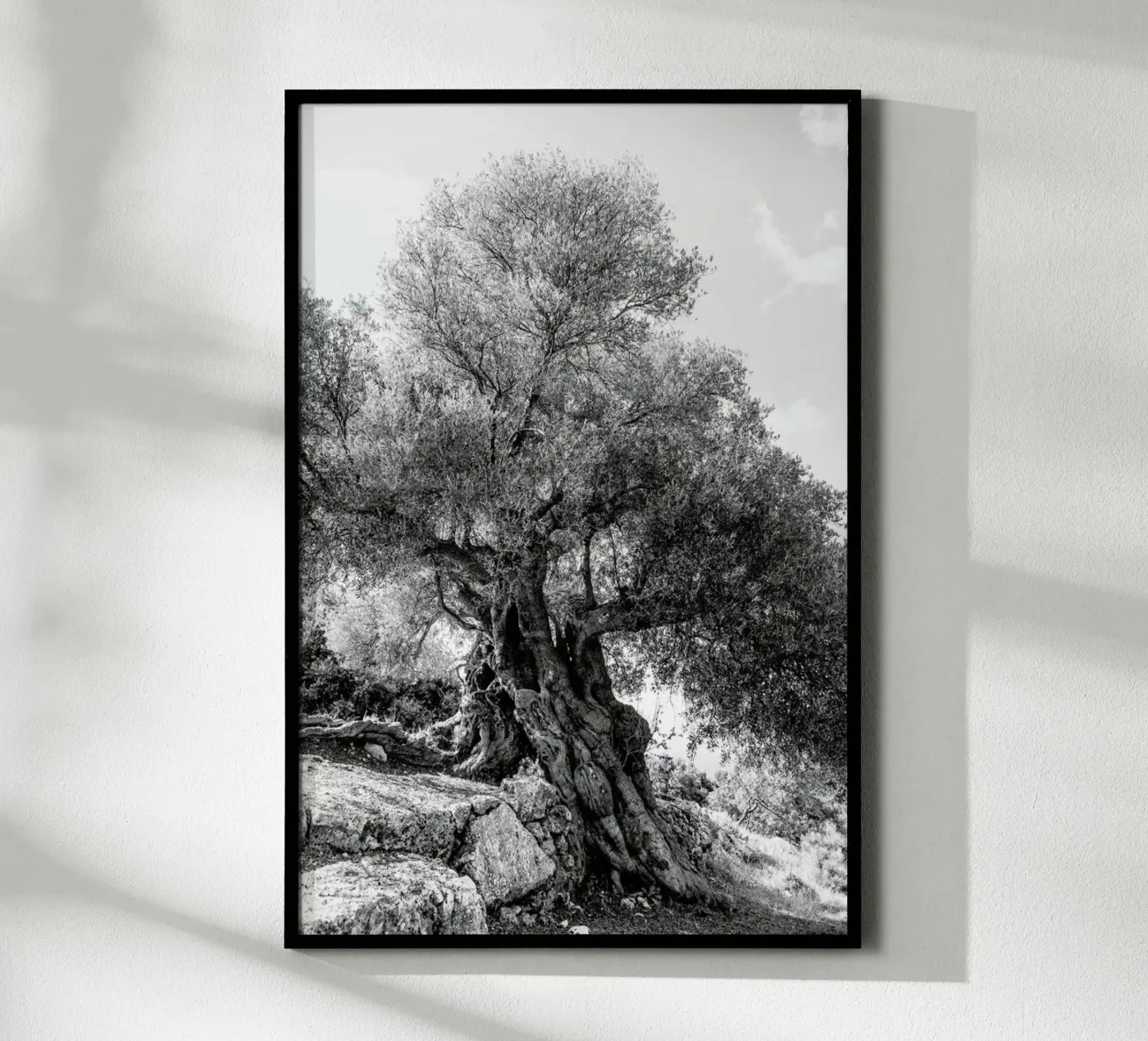 Olea poster da Shot By Clint