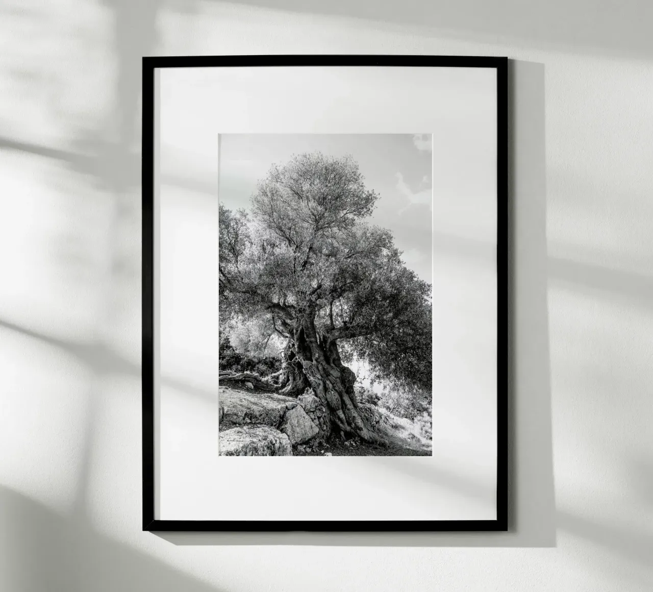 Olea poster da Shot By Clint