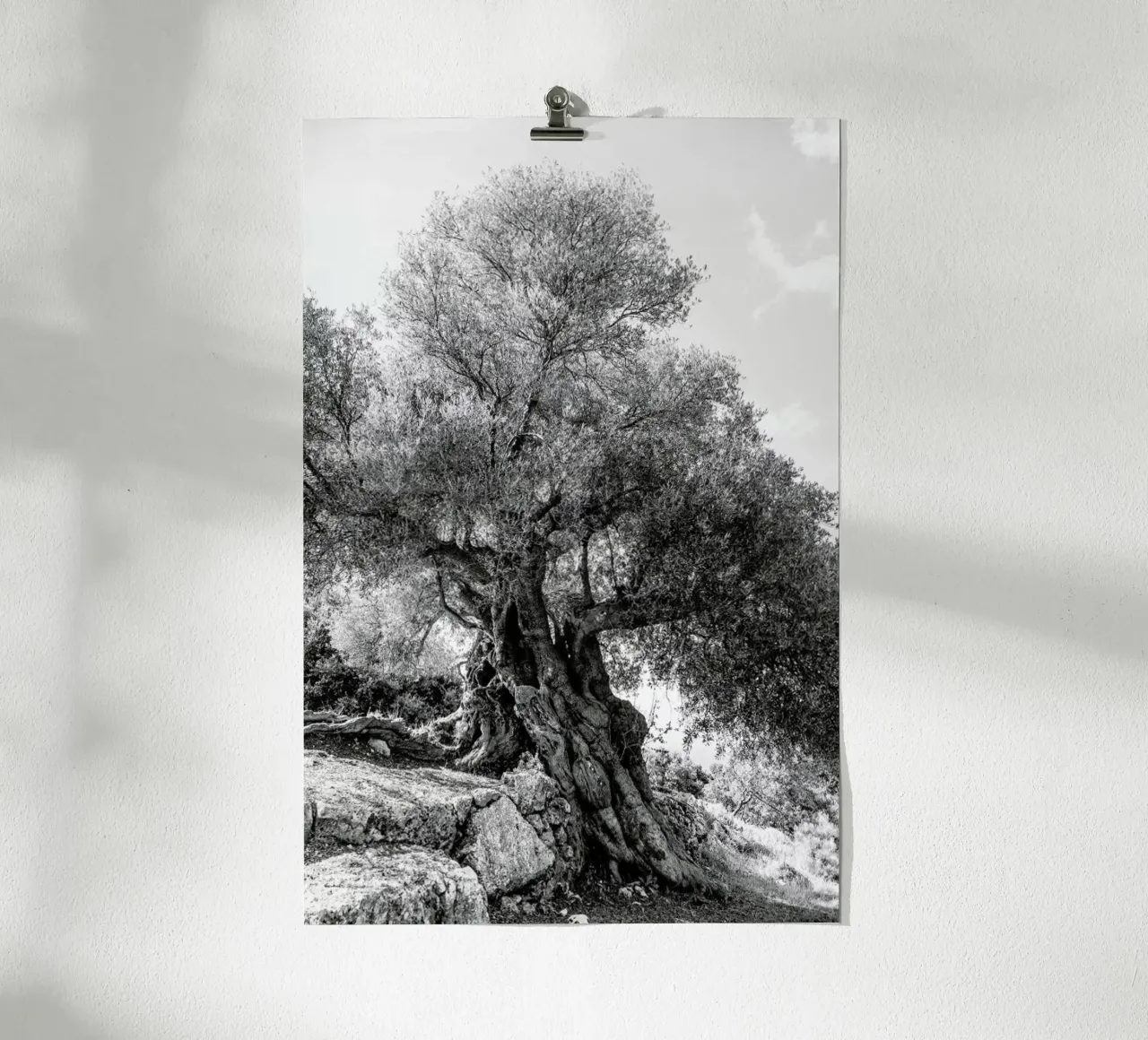 Olea poster da Shot By Clint