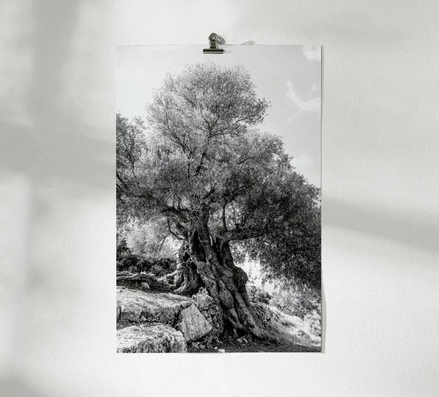 Olea poster da Shot By Clint